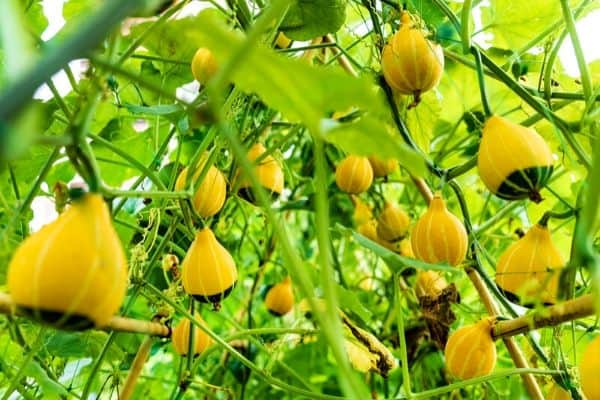 climbing vegetables