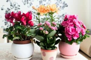 Read more about the article 10 Beautiful Flowering Houseplants