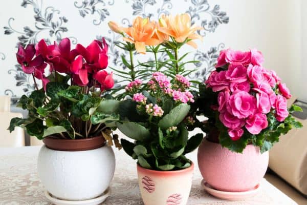 flowering houseplants