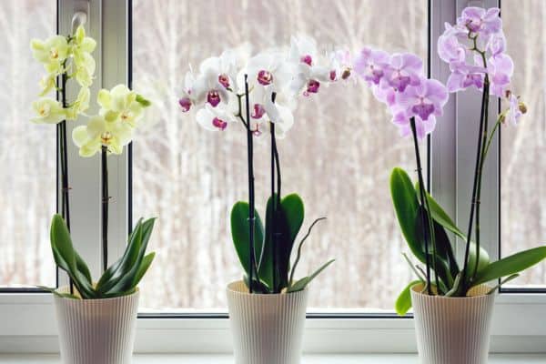 moth orchid plants