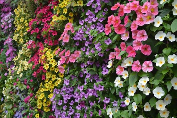 Read more about the article How to Create a Vertical Flower Wall